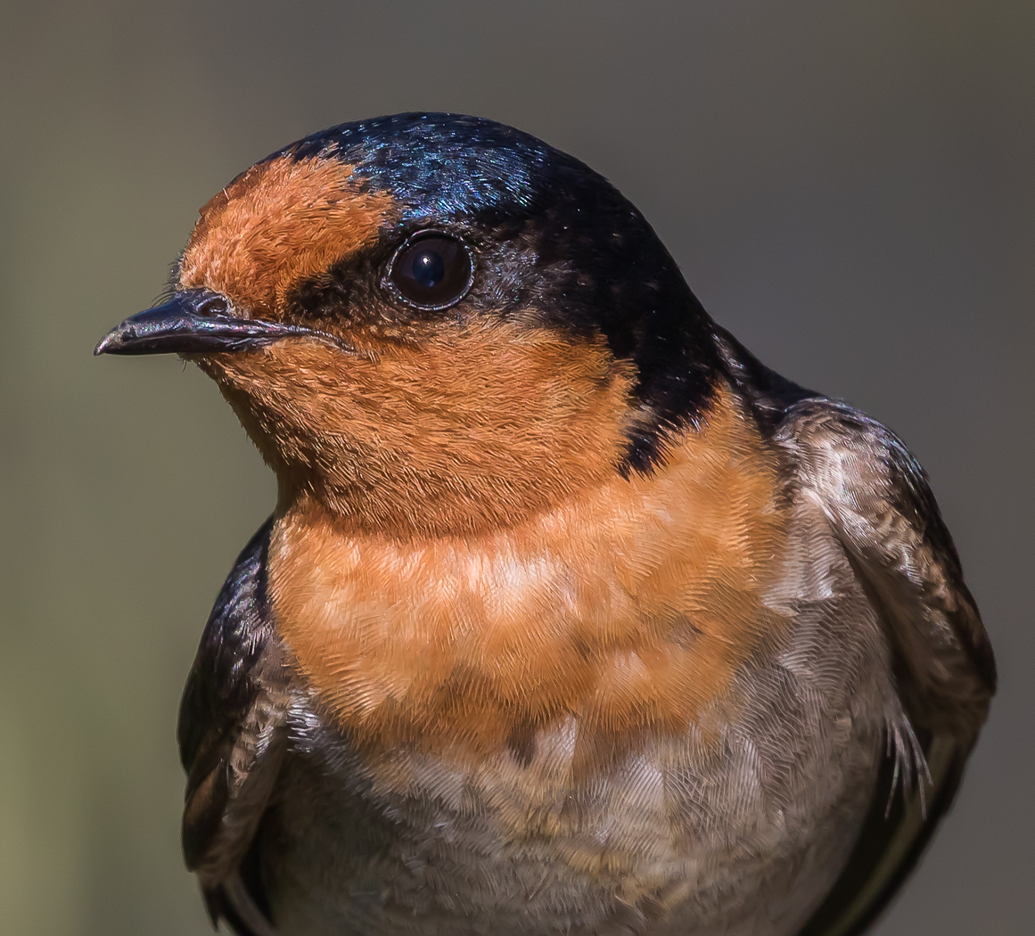 Welcome Swallow (Image ID 23232)