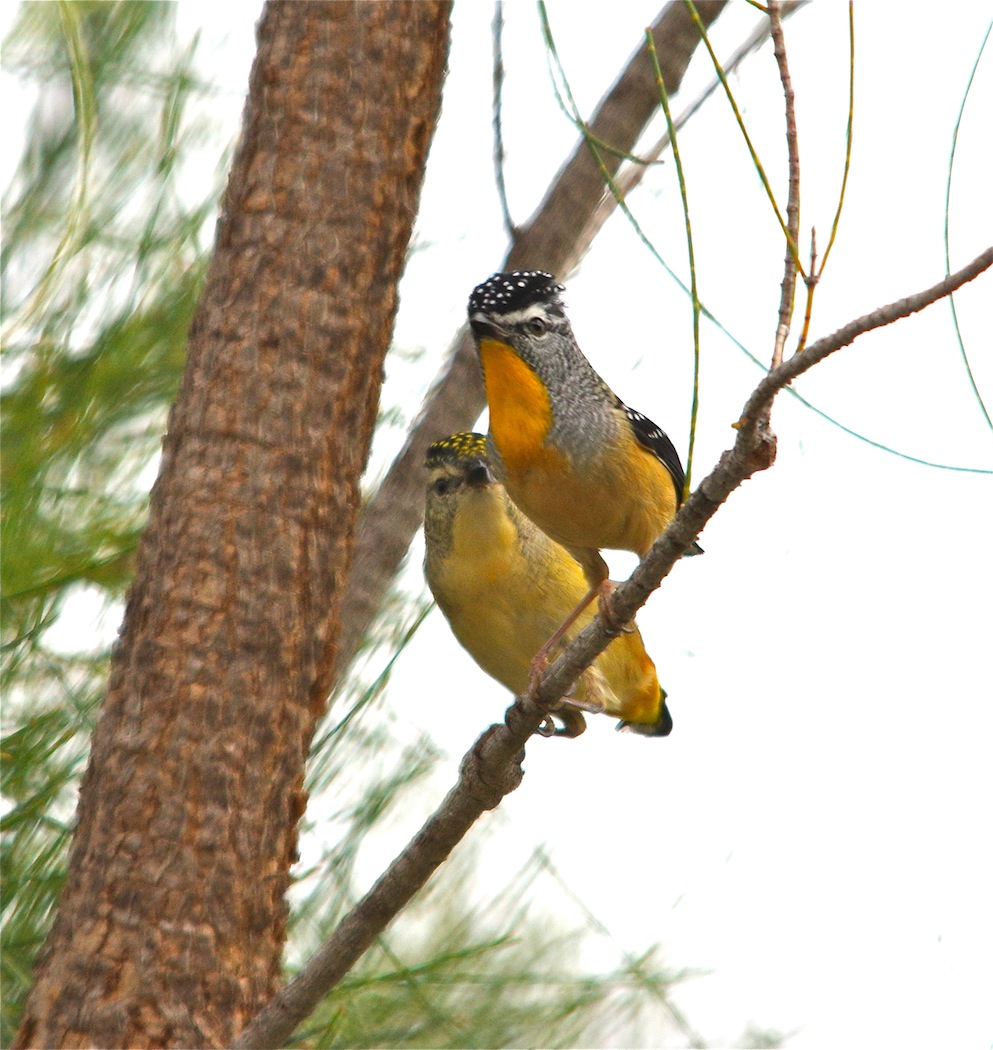 Spotted Pardalote (Image ID 23466)