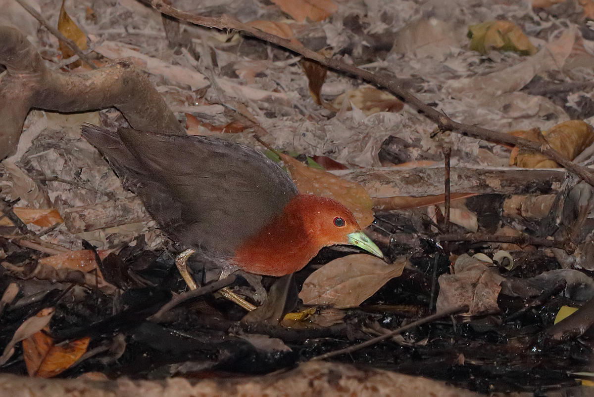 Red-necked Crake (Image ID 23476)