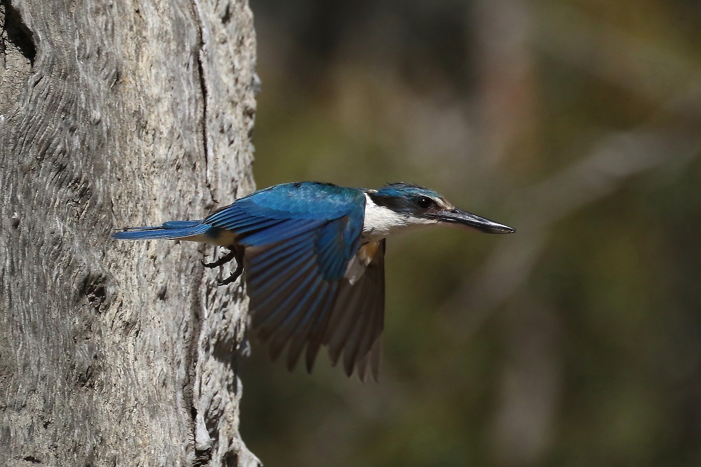 Sacred Kingfisher (Image ID 23398)