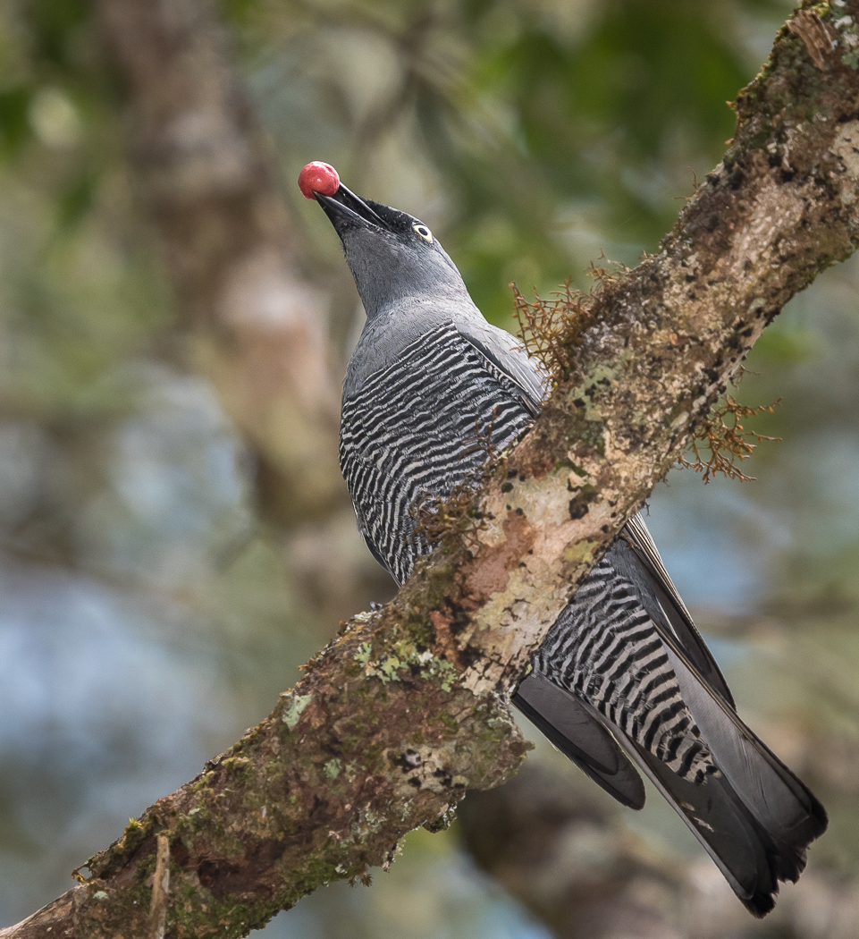 Barred Cuckoo-shrike (Image ID 23218)