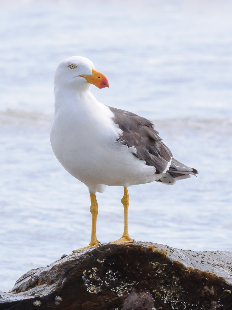 Pacific Gull (Image ID 23709)
