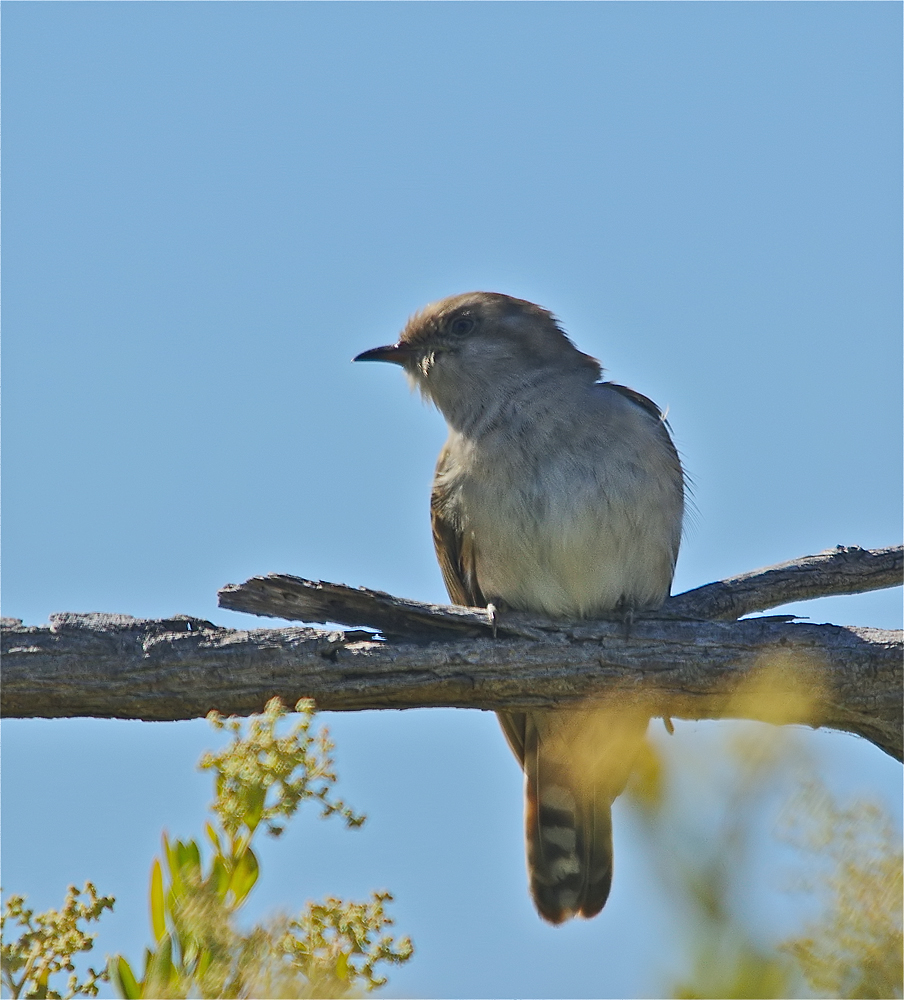 Black-eared Cuckoo (Image ID 23701)