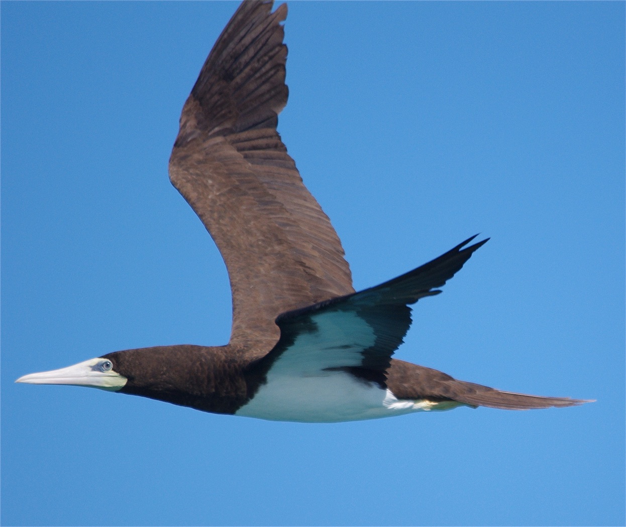 Brown Booby (Image ID 23548)