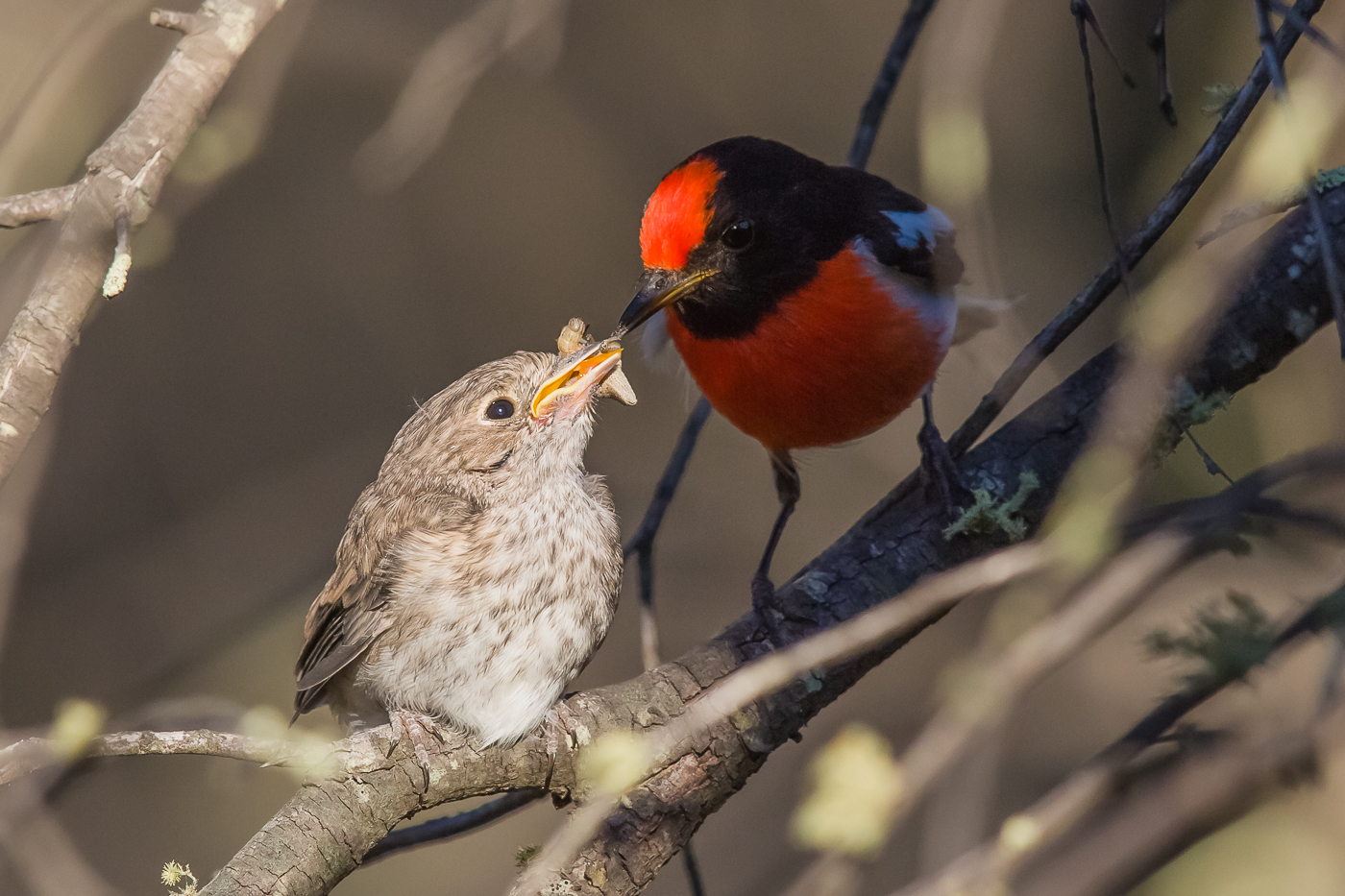 Red-capped Robin (Image ID 23849)