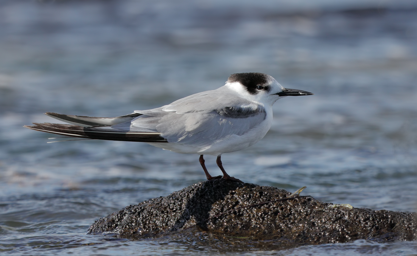 Common Tern (Image ID 23724)