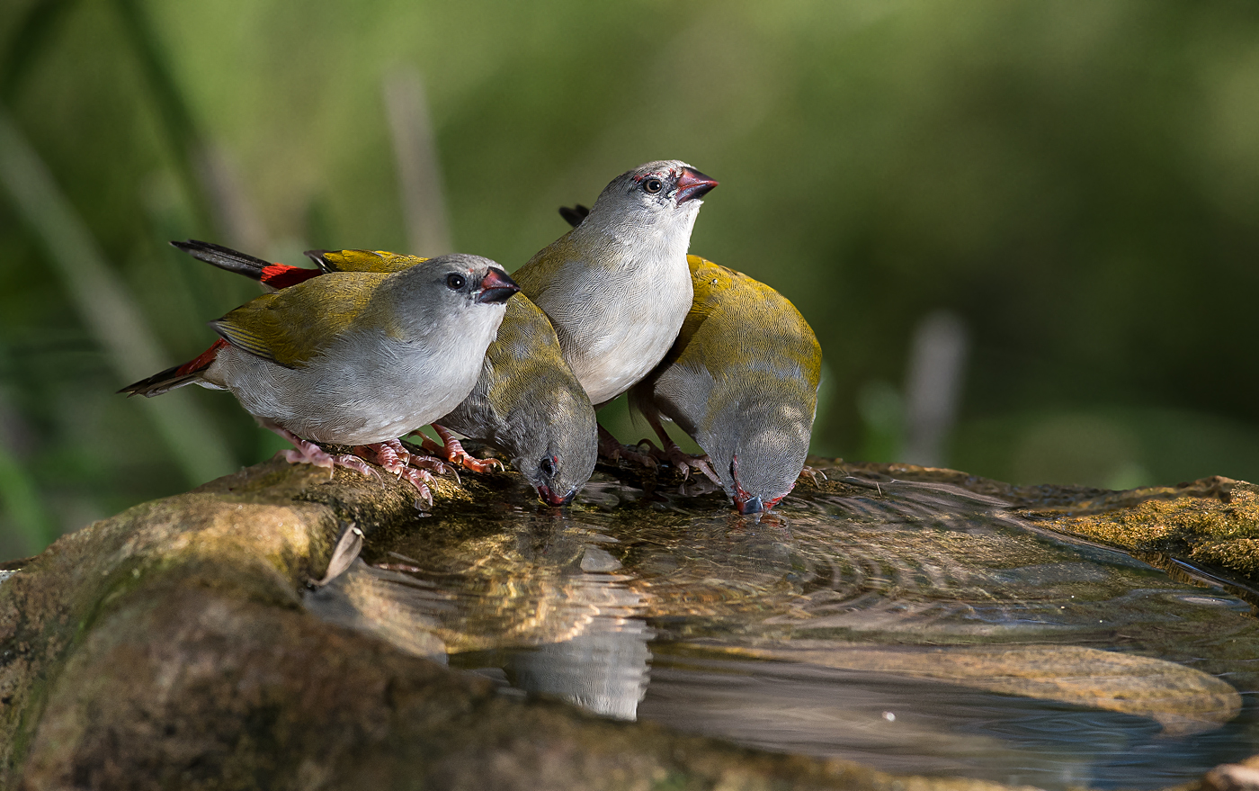 Red-browed Finch (Image ID 23742)