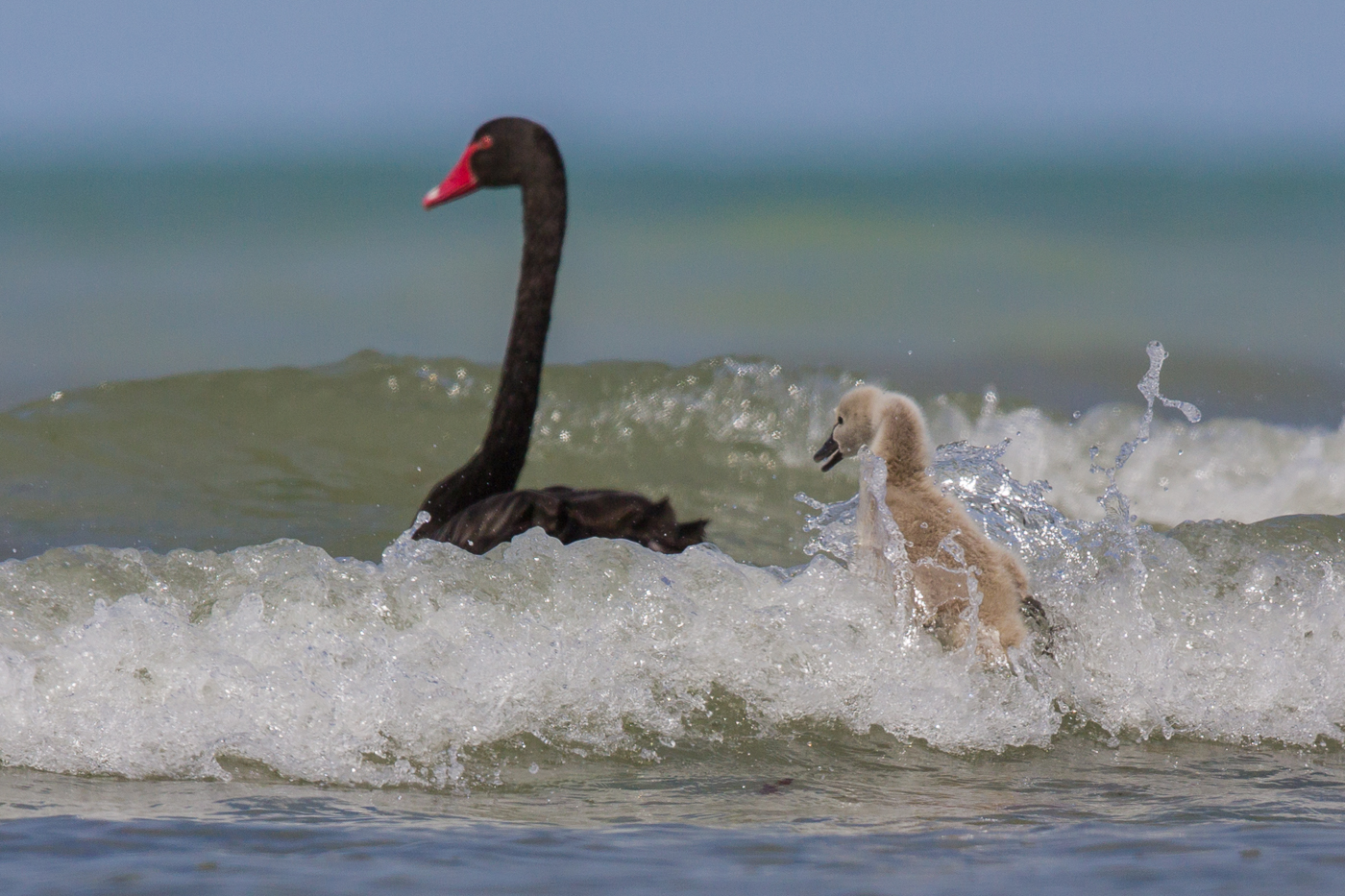 Black Swan (Image ID 23594)
