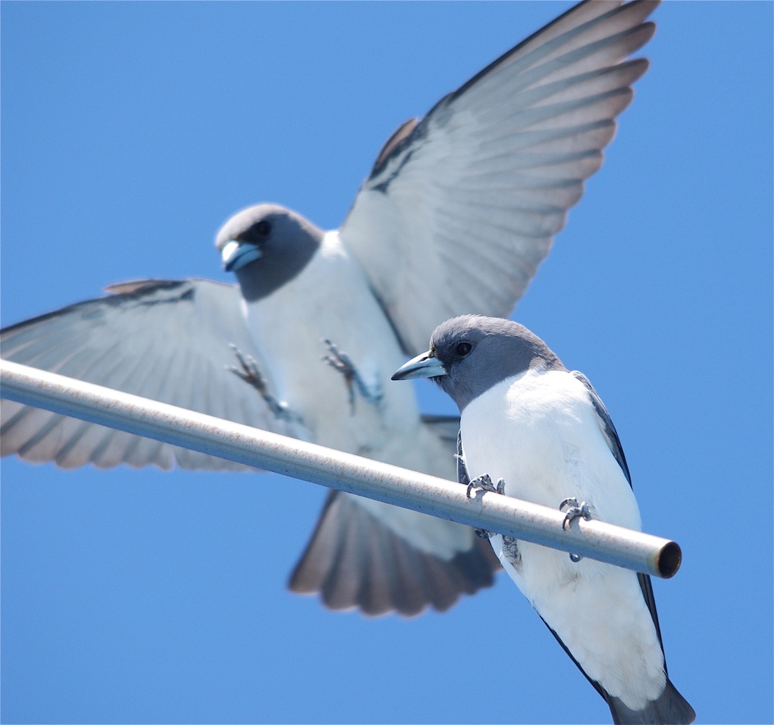 White-breasted Woodswallow (Image ID 23544)