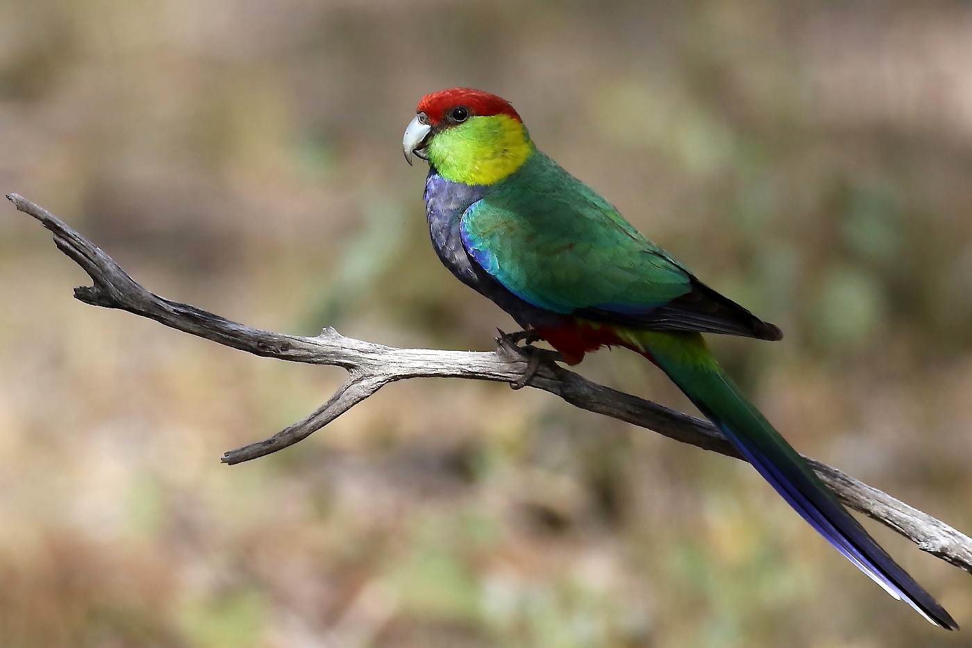 Red-capped Parrot (Image ID 23557)