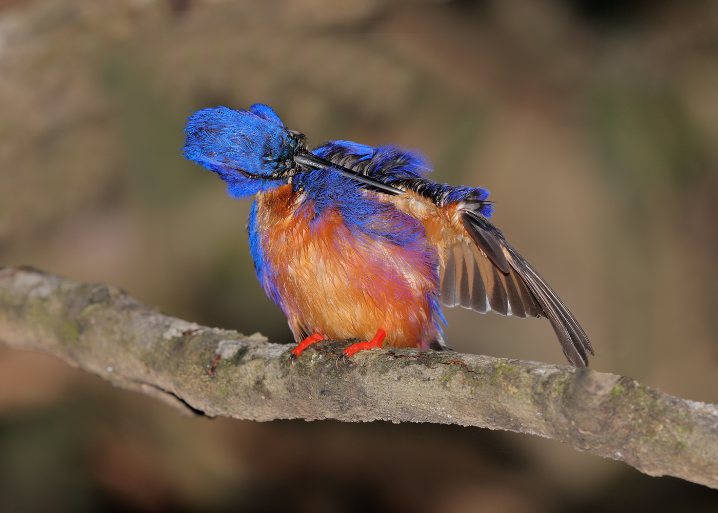 Azure Kingfisher (Image ID 23665)