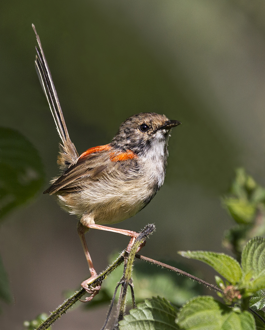 Red-backed Fairy-wren (Image ID 23678)