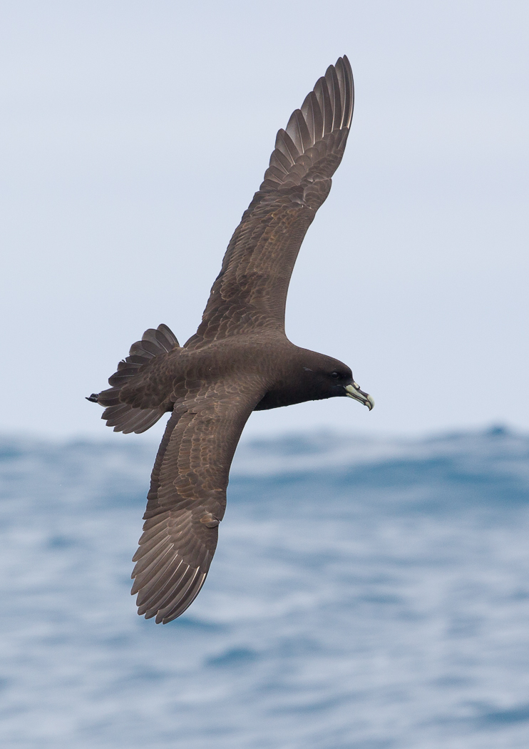 White-chinned Petrel (Image ID 23505)