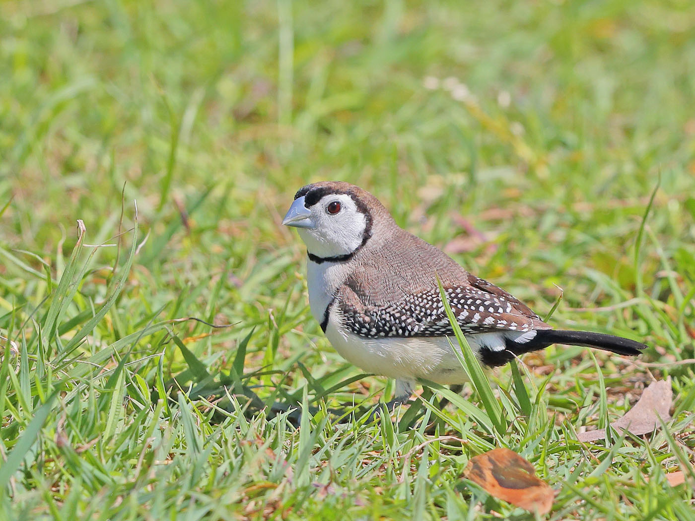 Double-barred Finch (Image ID 23508)