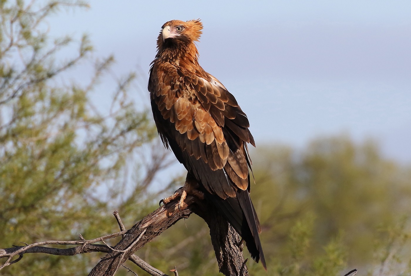 Wedge-tailed Eagle (Image ID 23573)