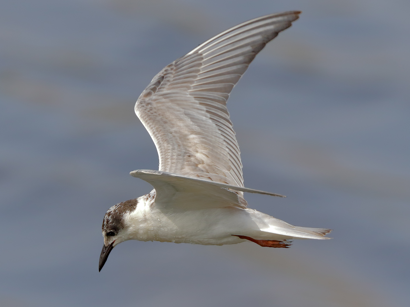 White-winged Black Tern (Image ID 23617)