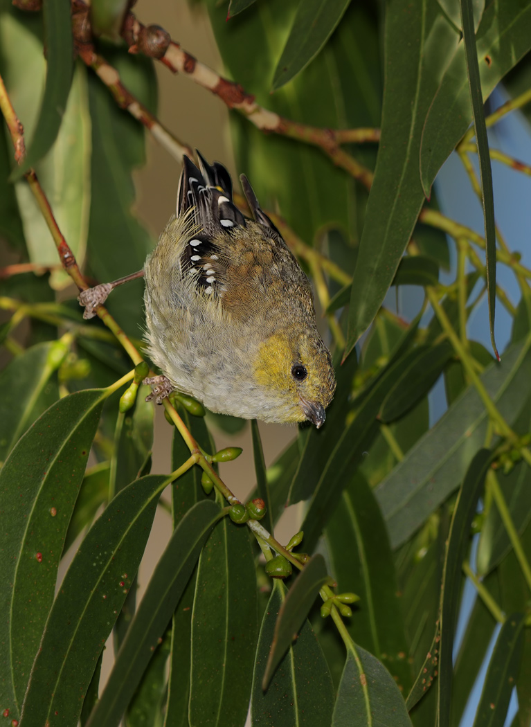 Forty-spotted Pardalote (Image ID 24301)