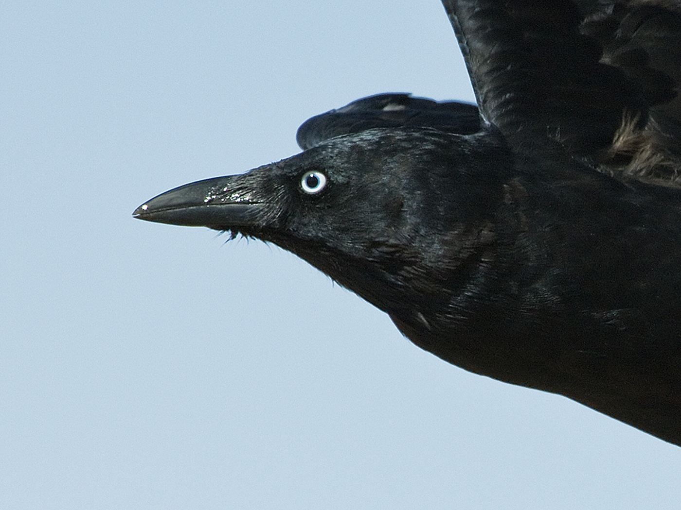 Australian Raven (Image ID 23912)