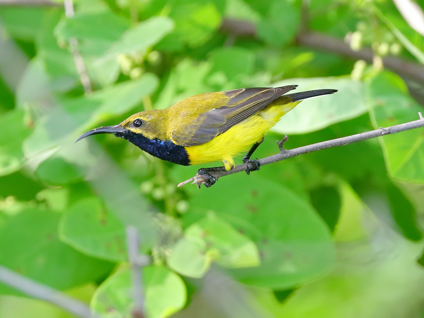 Olive-backed Sunbird (Image ID 23993)