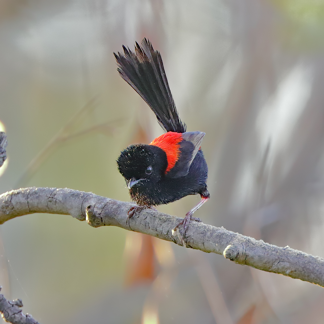 Red-backed Fairy-wren (Image ID 24246)