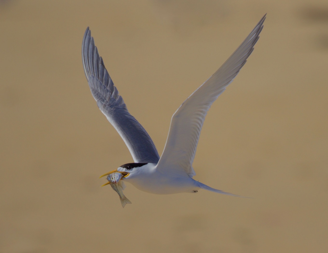 Greater Crested Tern (Image ID 24035)