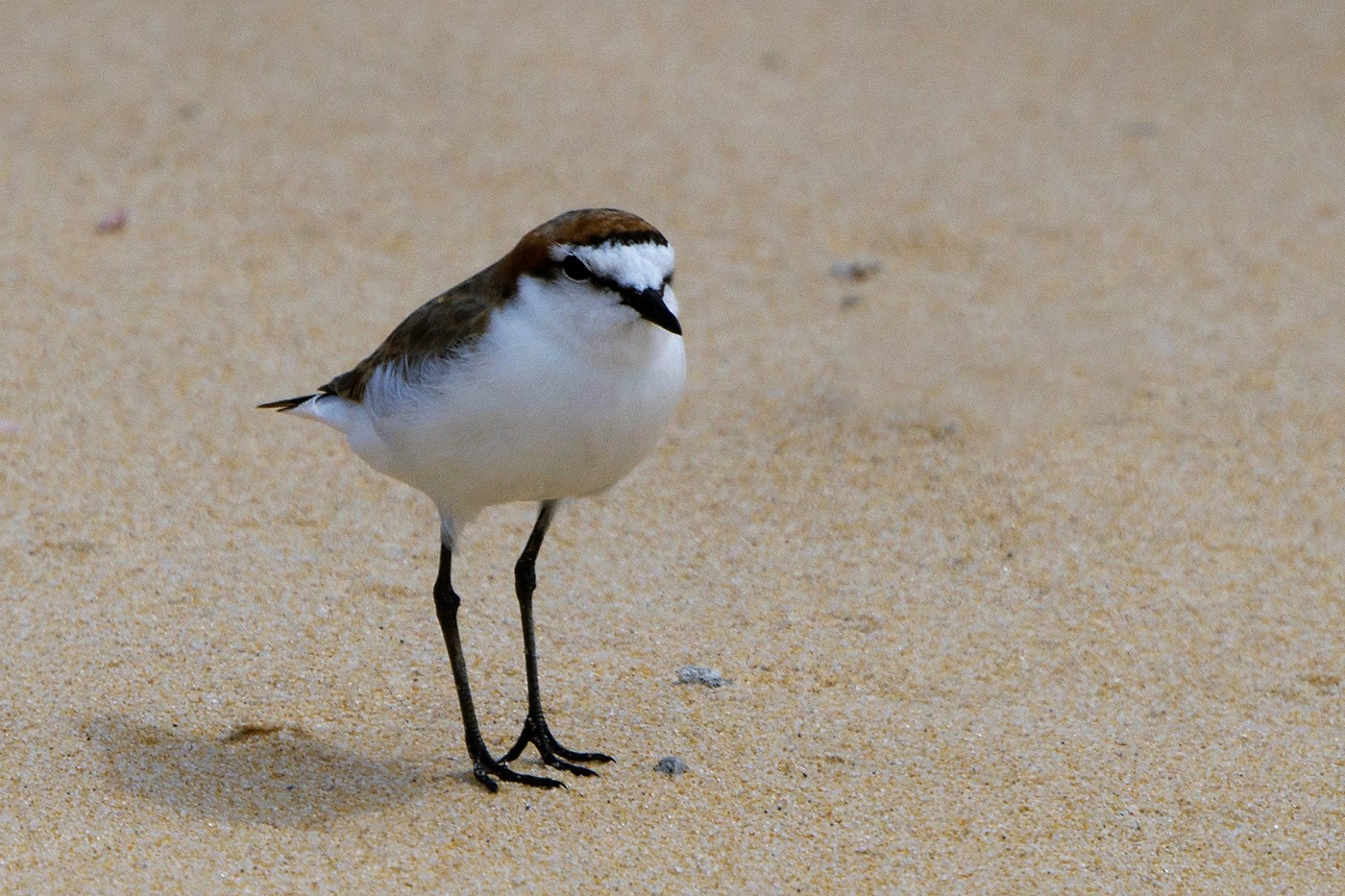 Red-capped Plover (Image ID 24186)