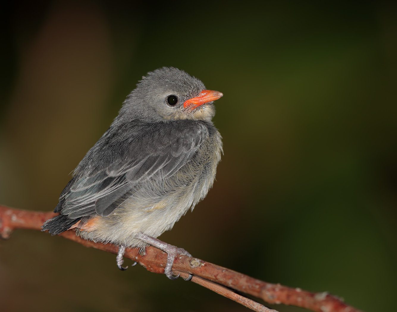 Mistletoebird (Image ID 24030)