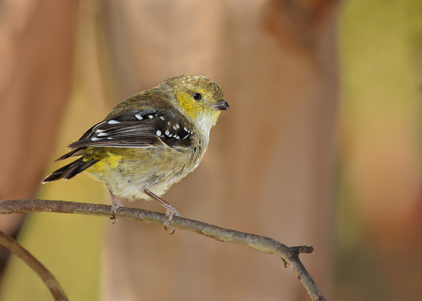 Forty-spotted Pardalote (Image ID 24300)