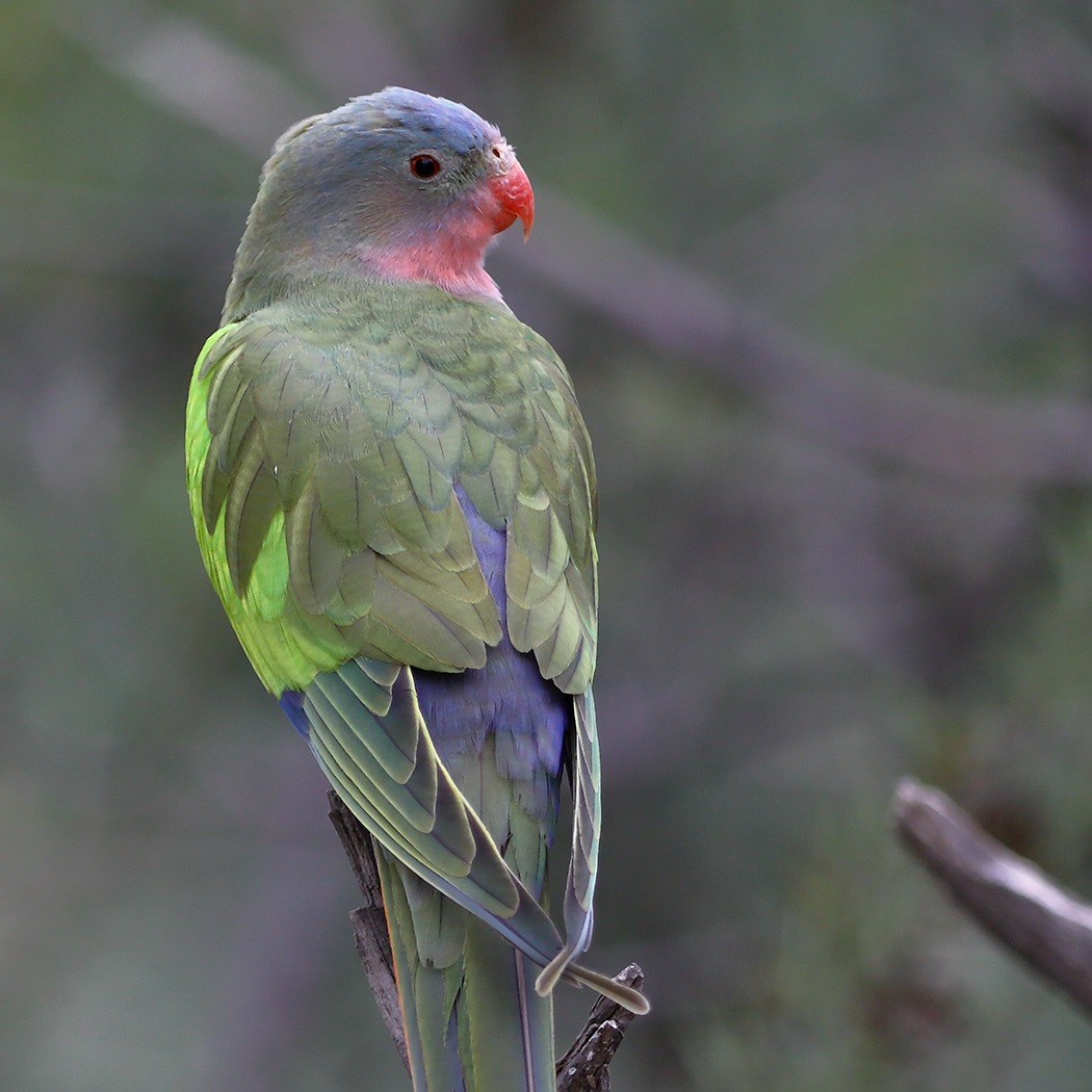 Princess Parrot (Image ID 24172)