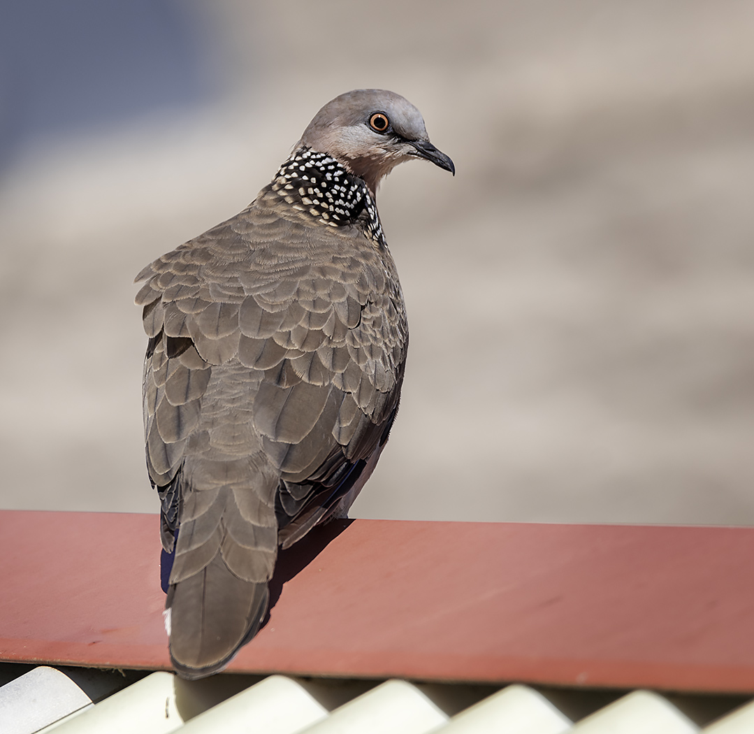 Spotted Dove (Image ID 24341)