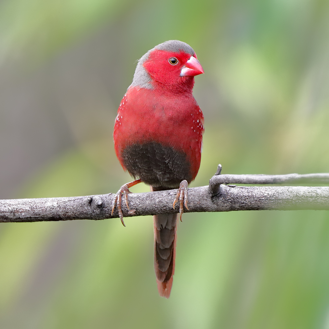 Black-bellied Crimson Finch (Image ID 24245)