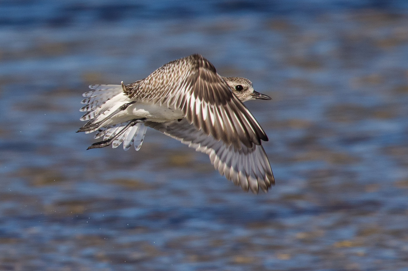 Grey Plover (Image ID 24386)