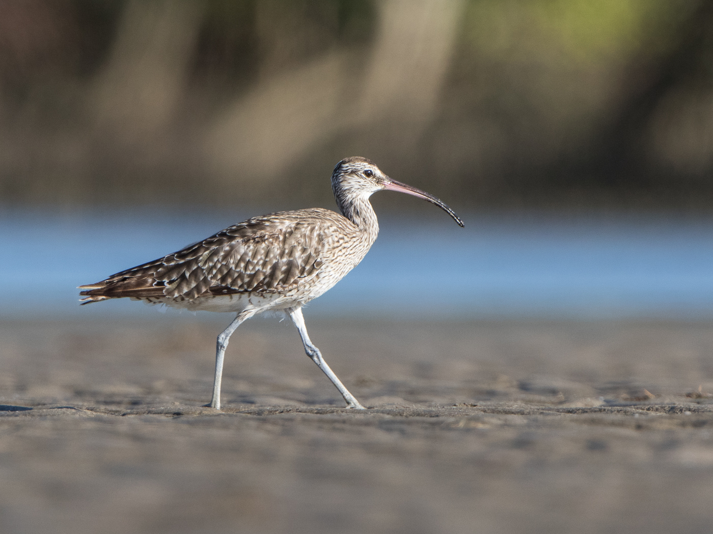 Whimbrel (Image ID 23881)