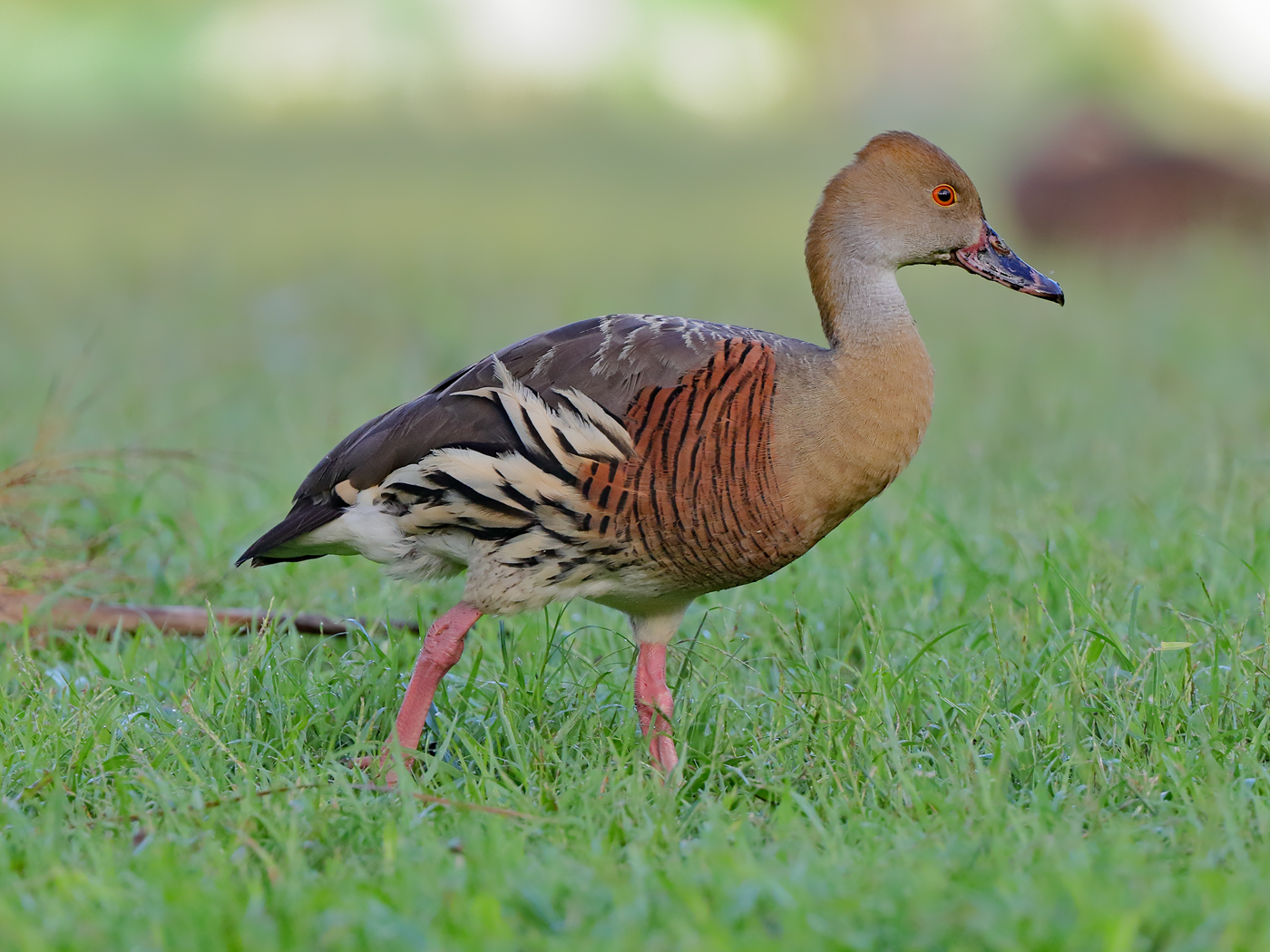 Plumed Whistling-Duck (Image ID 23994)