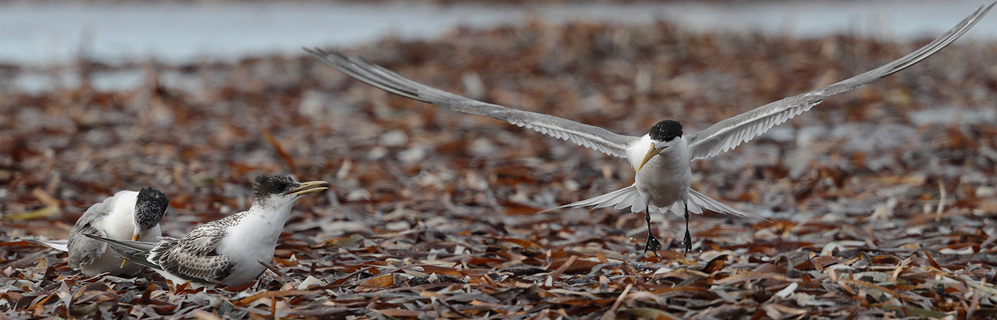 Greater Crested Tern (Image ID 24179)