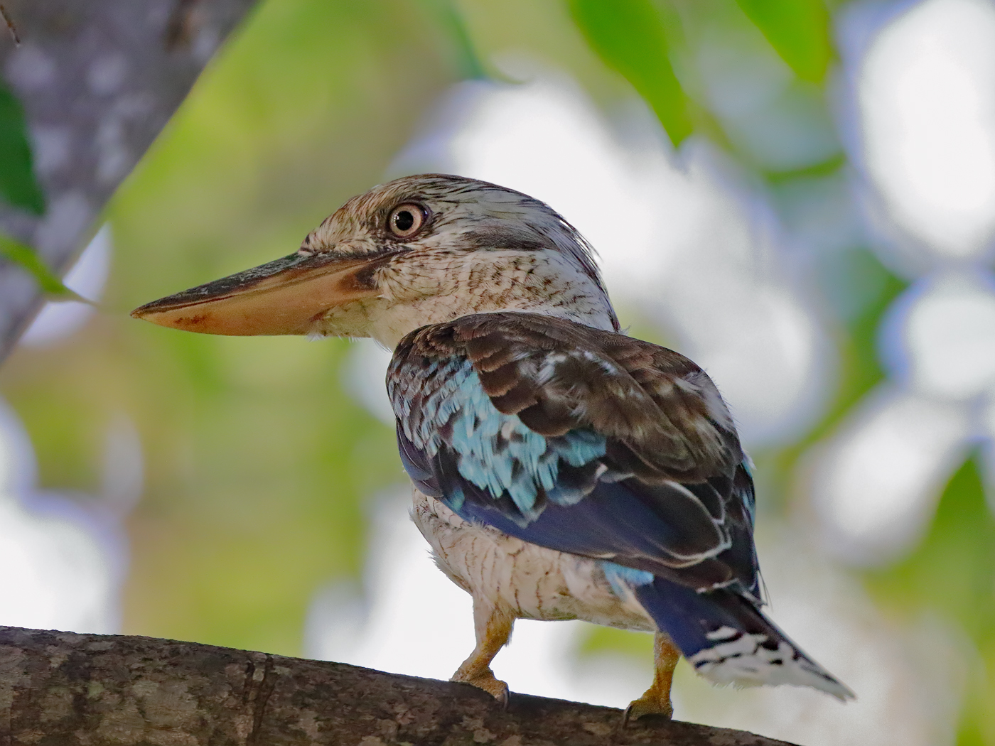 Blue-winged Kookaburra (Image ID 23992)
