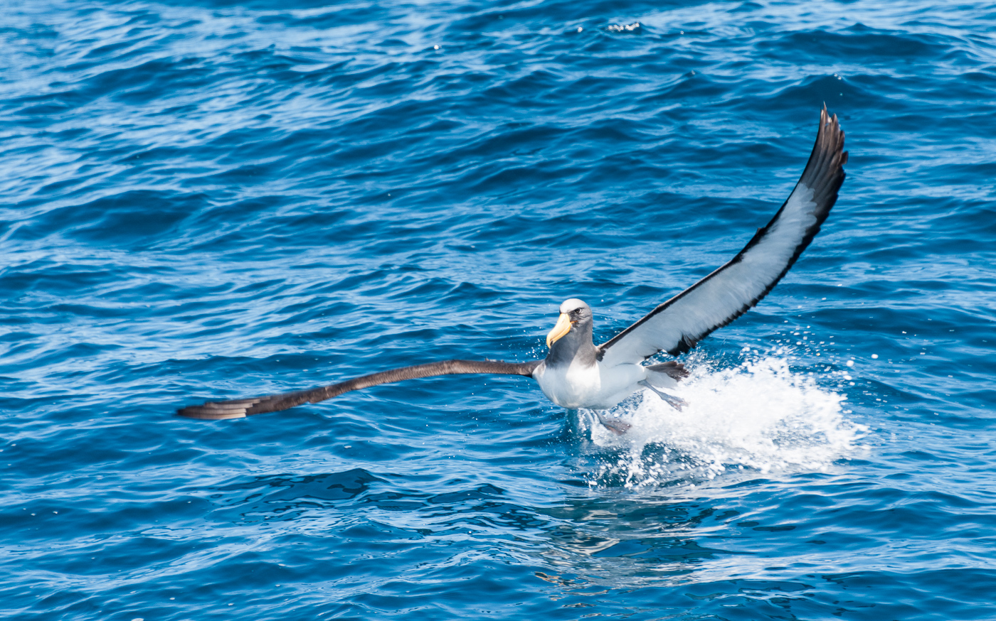 Chatham Albatross (Image ID 24019)