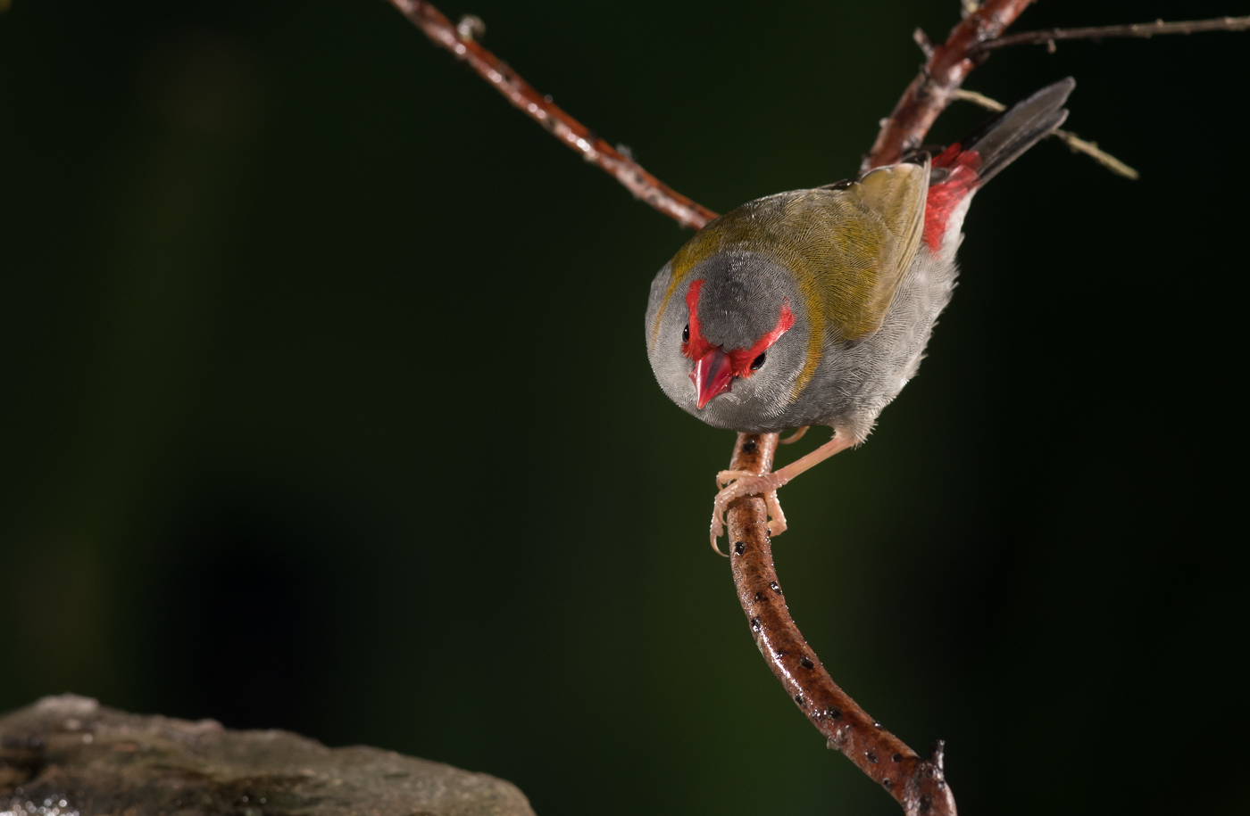 Red-browed Finch (Image ID 24548)