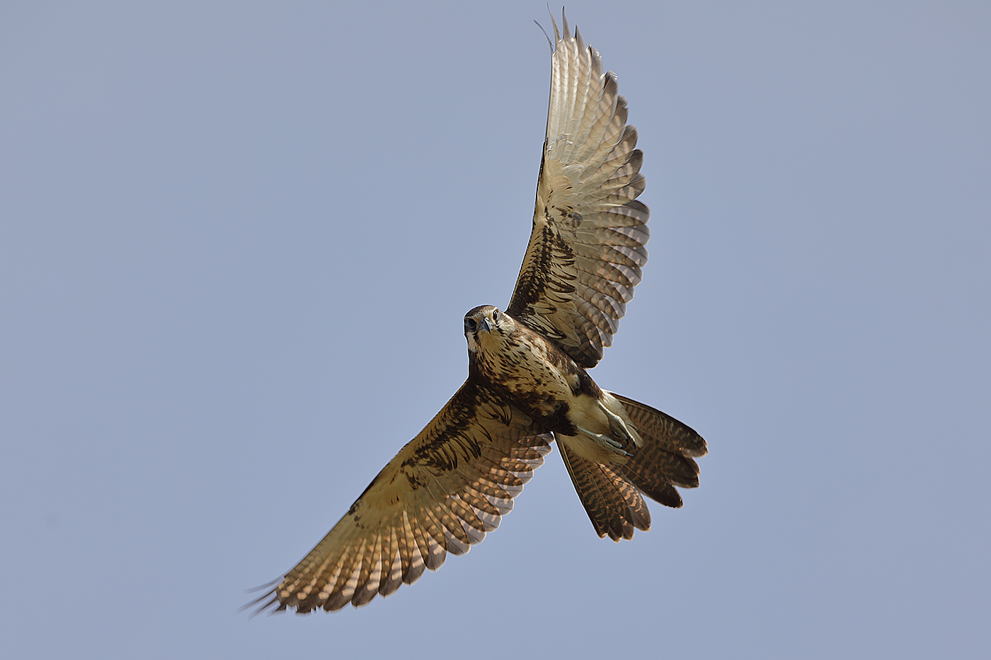 Brown Falcon (Image ID 24529)