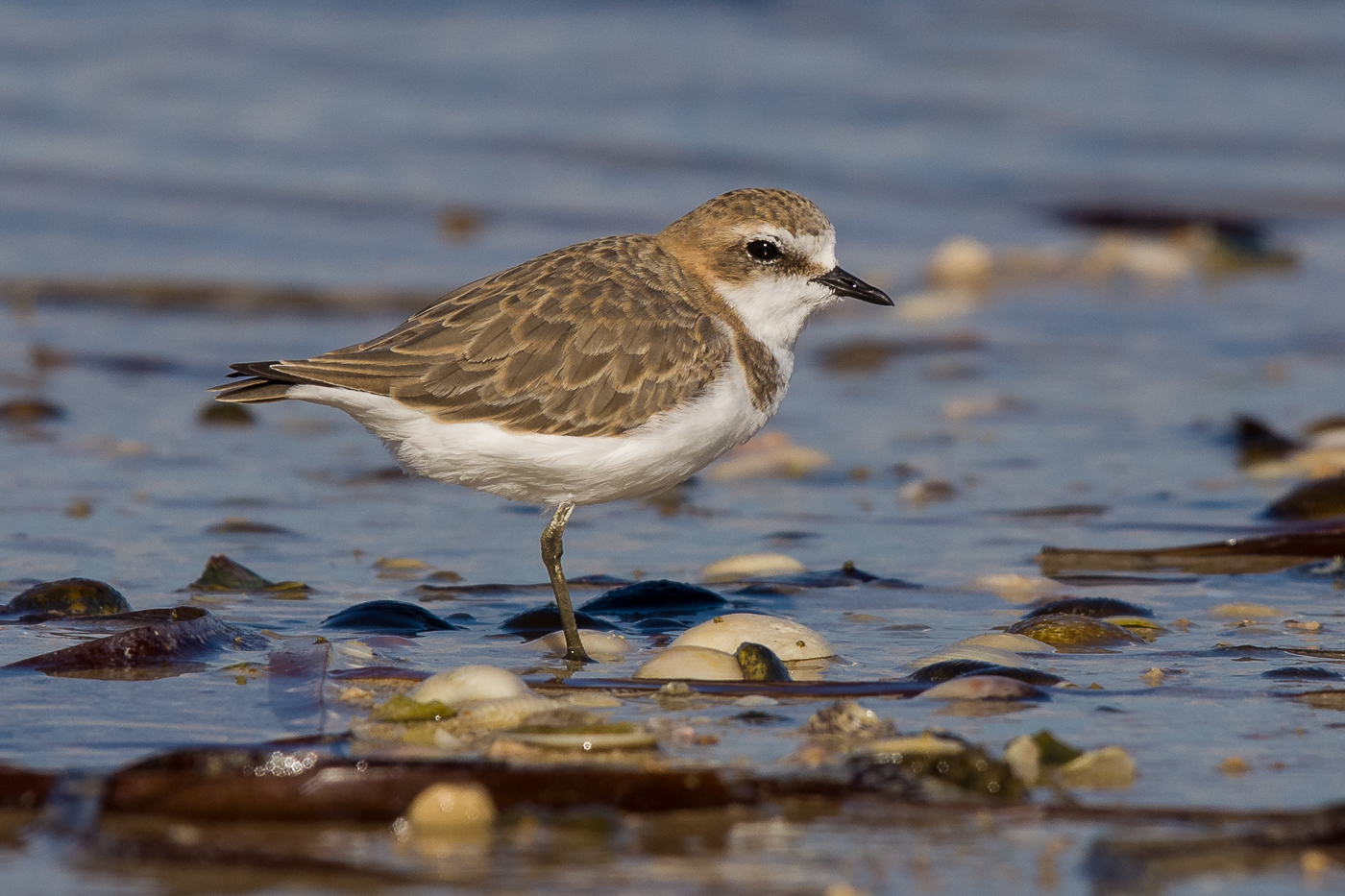 Double-banded Plover (Image ID 24393)