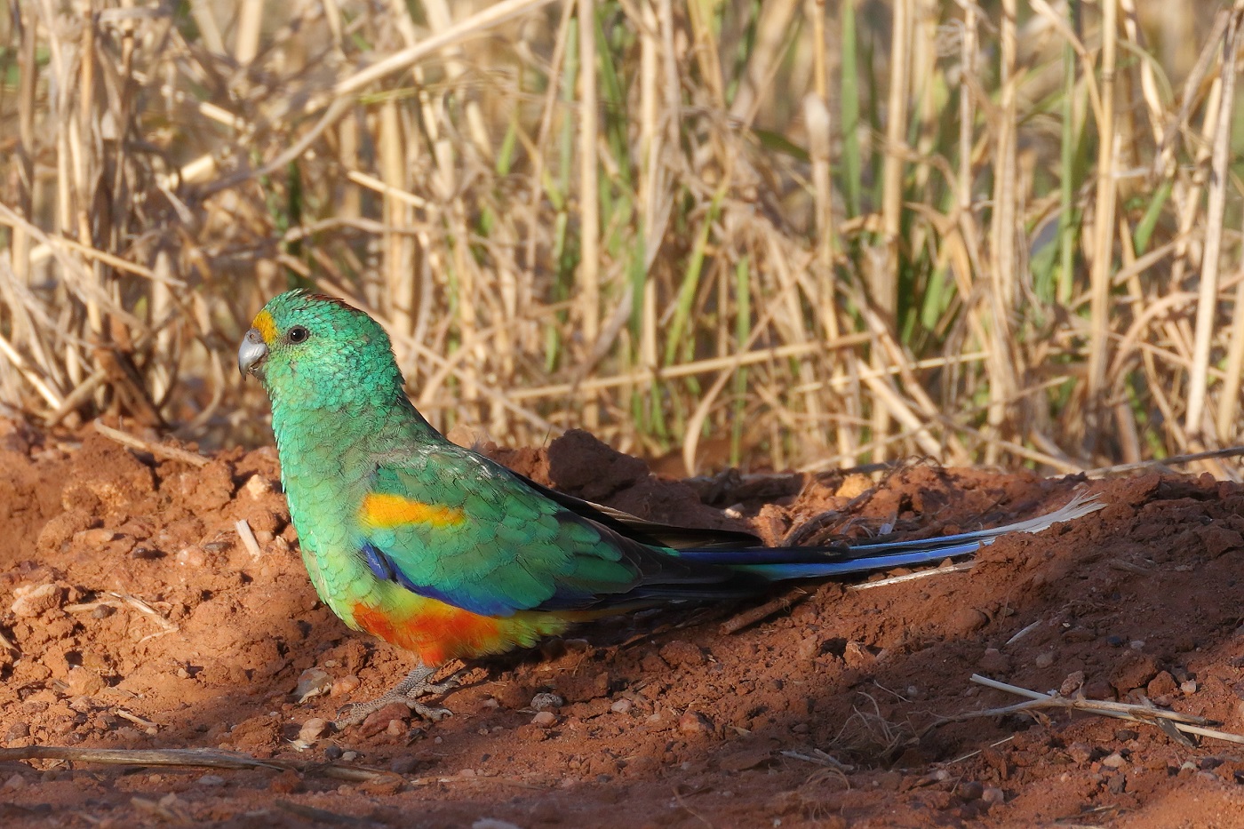 Mulga Parrot (Image ID 24589)