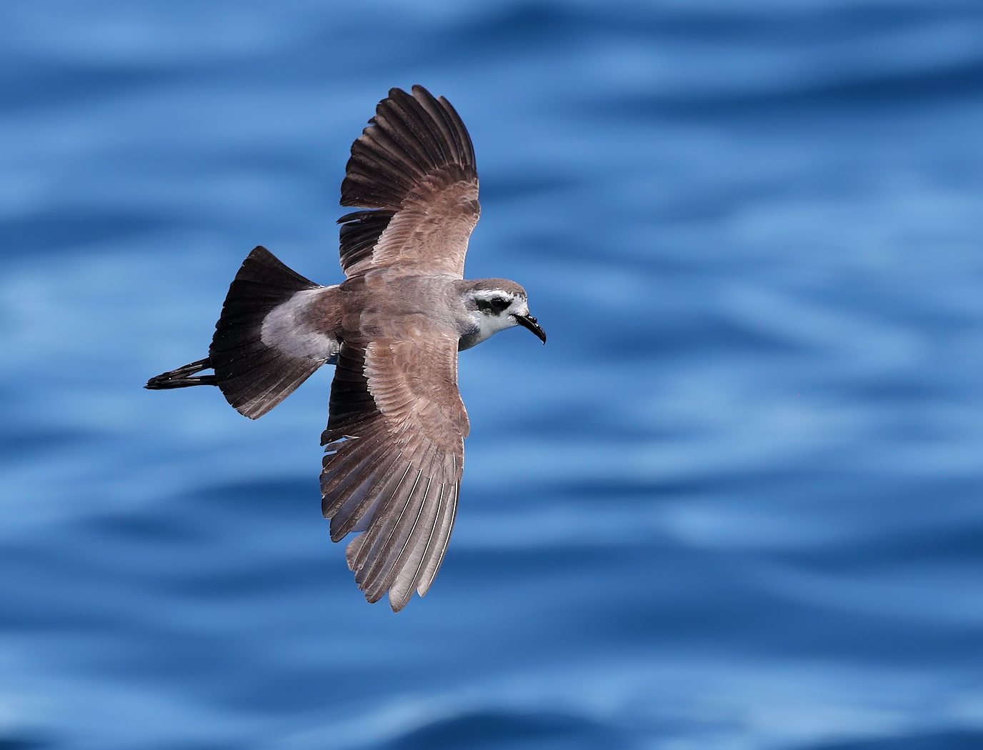 White-faced Storm-Petrel (Image ID 24432)