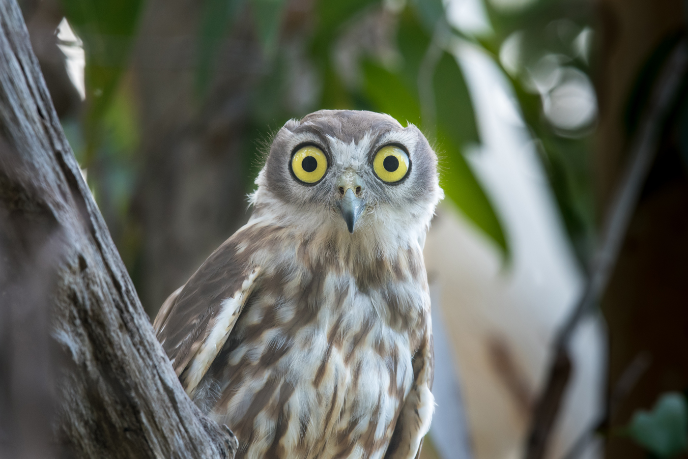 Barking Owl (Image ID 24488)