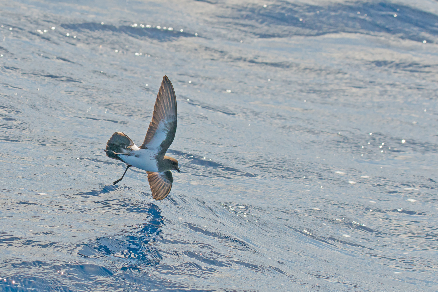 White-bellied Storm-Petrel (Image ID 24471)