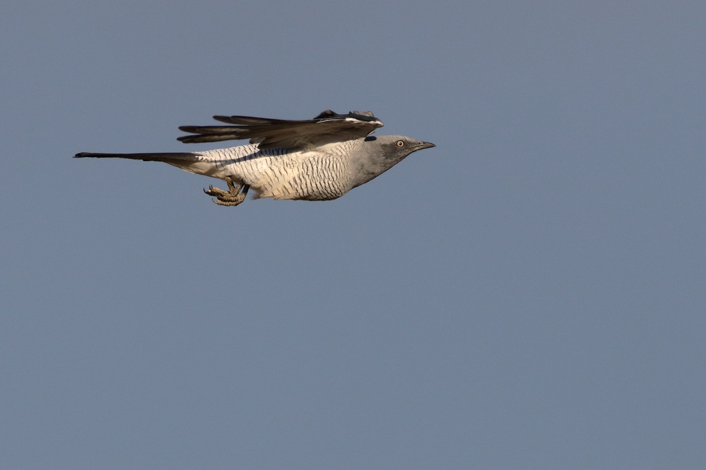 Ground Cuckoo-shrike (Image ID 24536)