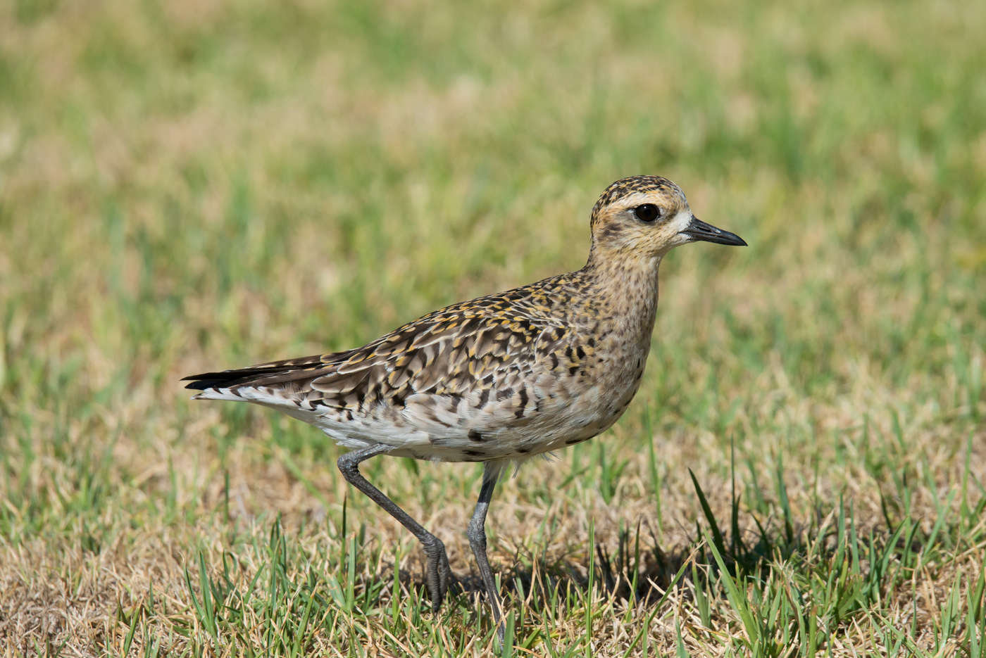 Pacific Golden Plover (Image ID 24486)