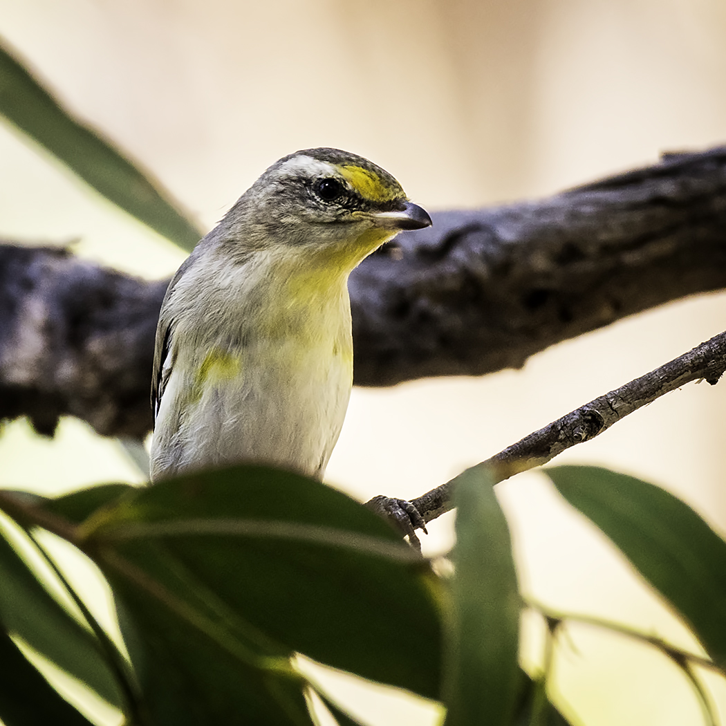 Striated Pardalote (Image ID 24434)