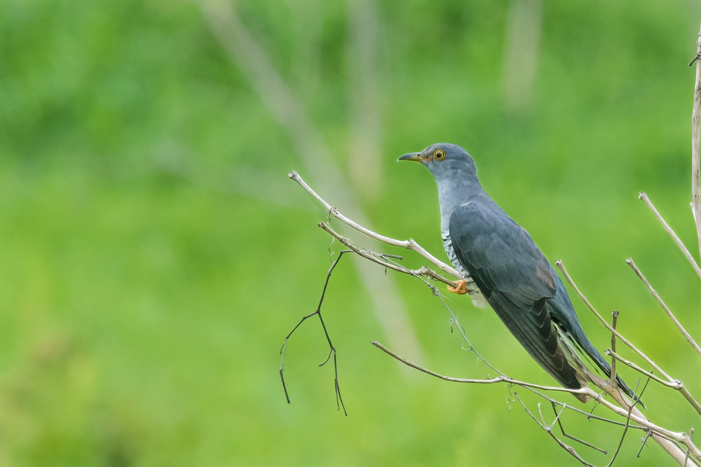 Oriental Cuckoo (Image ID 24490)
