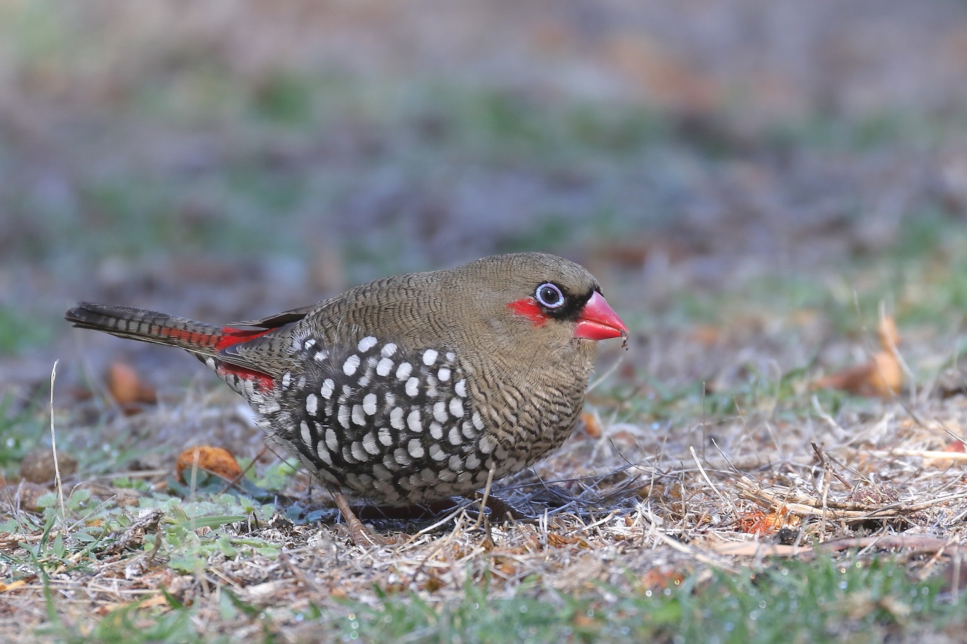 Red-eared Firetail (Image ID 24608)
