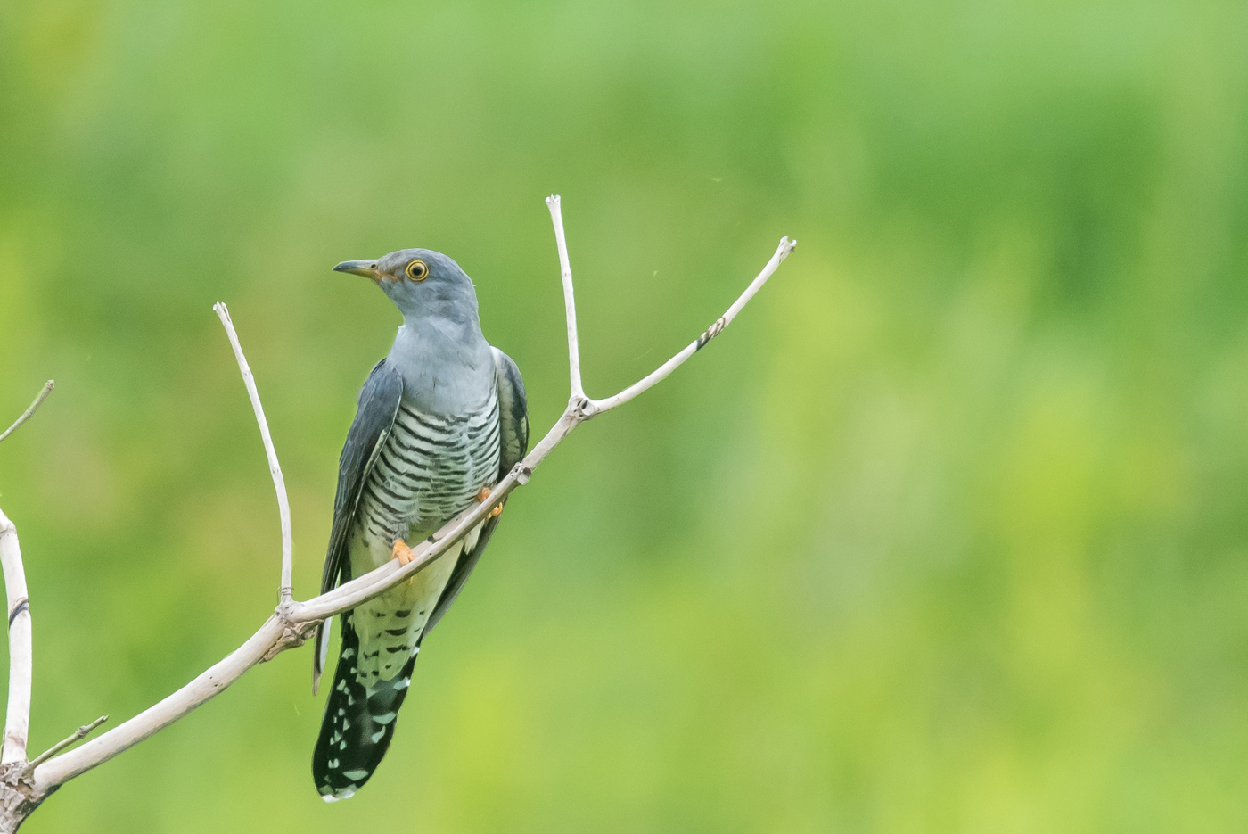 Oriental Cuckoo (Image ID 24491)